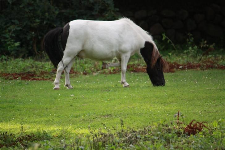 Shetlænder simba |Aflivet| :(<3 billede 12