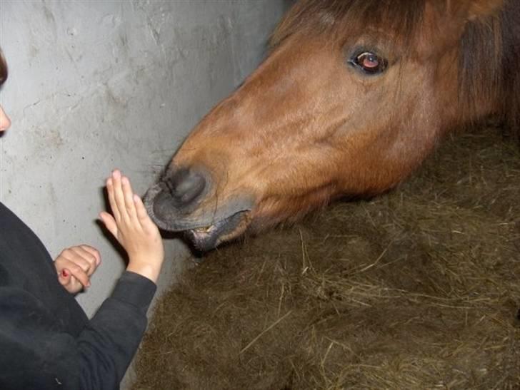 Anden særlig race Twiggi  † R.I.P † <33! - 10.kys kys <3 billede 9