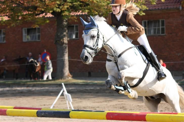 Hollandsk Sportspony Antonio - 1: her vandt vi min første LA billede 4