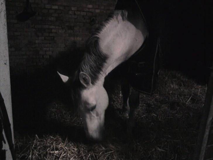 Hollandsk Sportspony Antonio - 7: dejlige dreng <3 billede 8