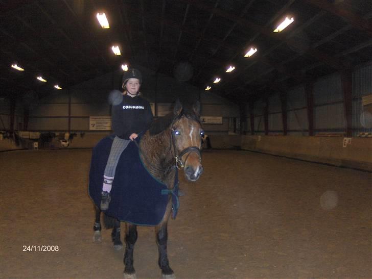 Anden særlig race Mister Gallon  - nicoline og gallon uden sadel billede 8