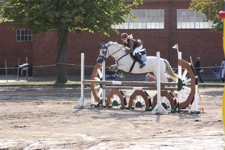 Hollandsk Sportspony Antonio - 8: metode A billede 9