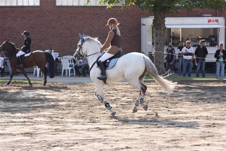 Hollandsk Sportspony Antonio - 9: æresrunde year ;D billede 10