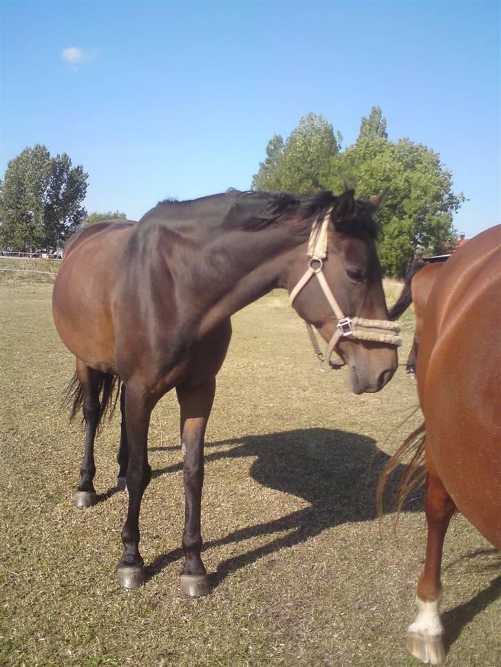 Anden særlig race Schwaba (Rideskole hest) billede 2