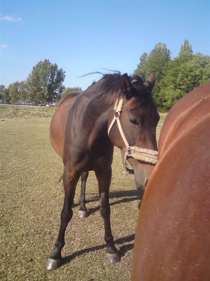 Anden særlig race Schwaba (Rideskole hest) billede 3