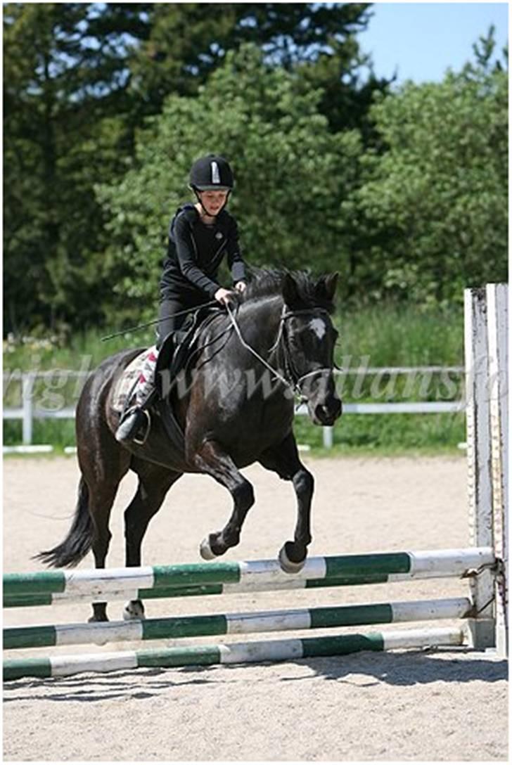 Anden særlig race Jasmin billede 18