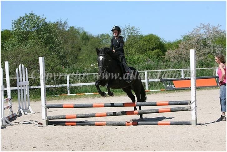 Anden særlig race Jasmin billede 19