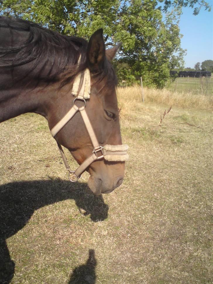 Anden særlig race Schwaba (Rideskole hest) billede 4