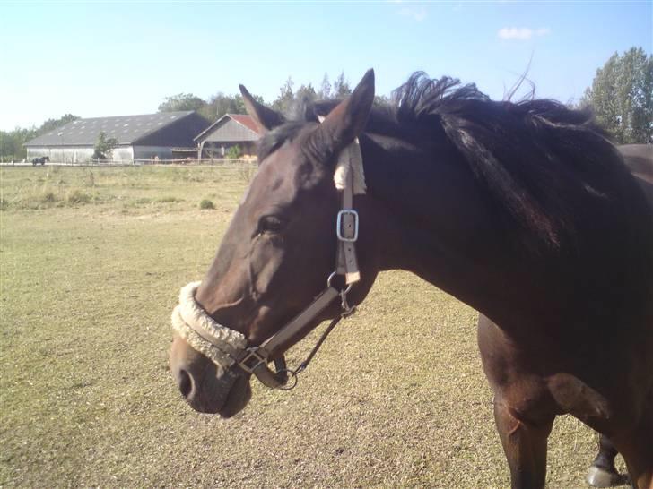 Anden særlig race Schwaba (Rideskole hest) billede 5