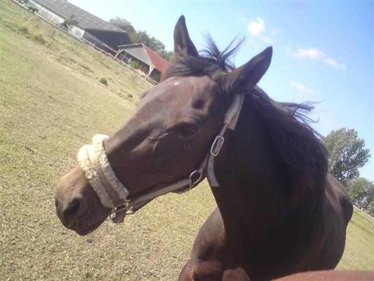 Anden særlig race Schwaba (Rideskole hest) billede 6