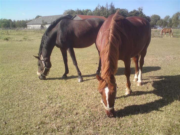 Anden særlig race Schwaba (Rideskole hest) billede 7