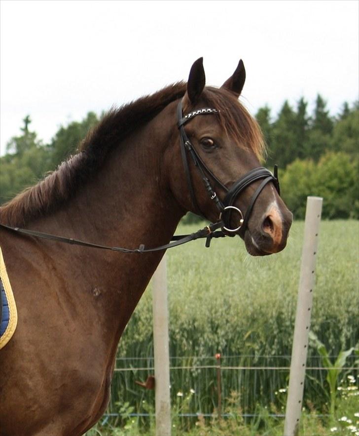 DSP StillebækkensDark Dustin solgt - en smuk hest en smuk solskinsdag ;D <3 billede 16