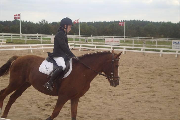 New Forest sasha billede 9