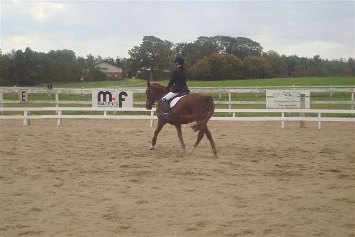 New Forest sasha - Fik 9, for hendes trav!  billede 10