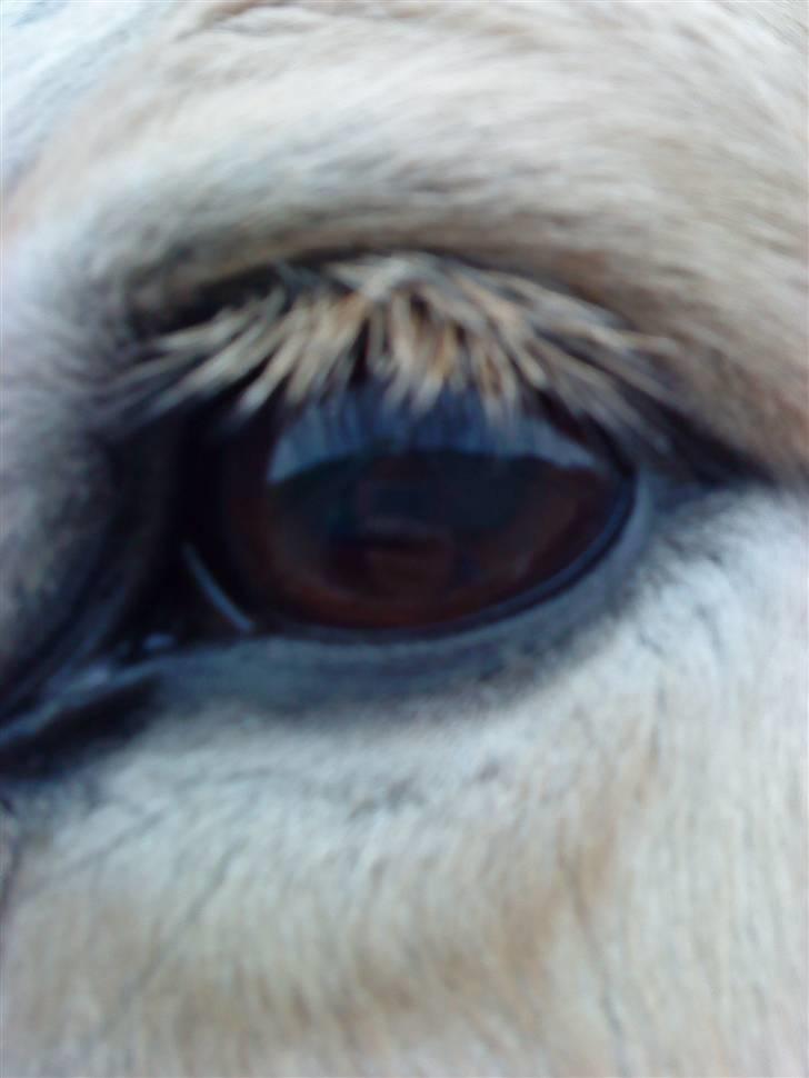 Fjordhest Bailey billede 14