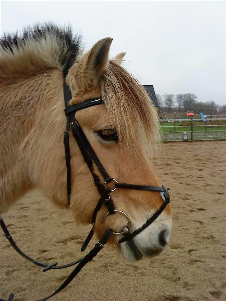 Fjordhest Bailey billede 15