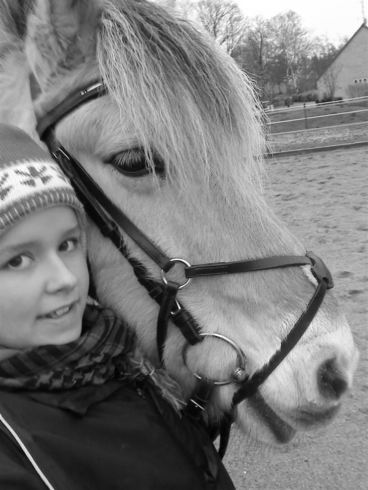 Fjordhest Bailey billede 16