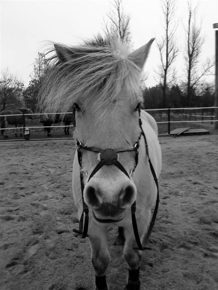 Fjordhest Bailey billede 17