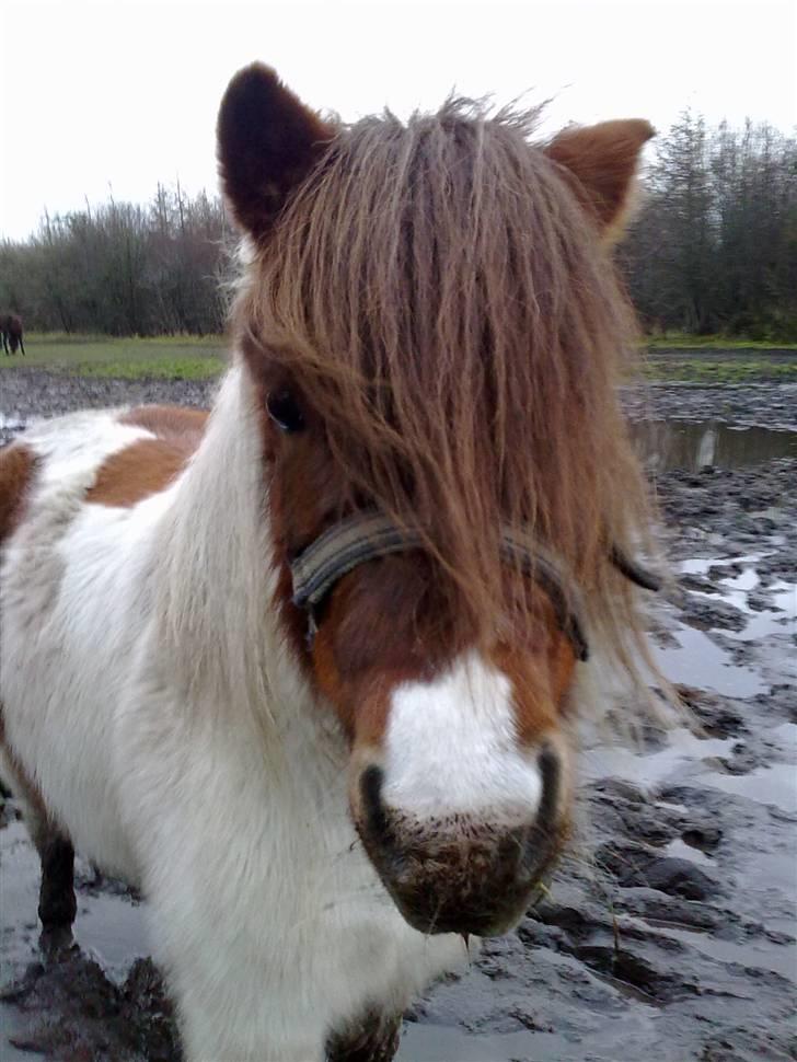 Shetlænder Dixi *tilrider/rider* billede 17