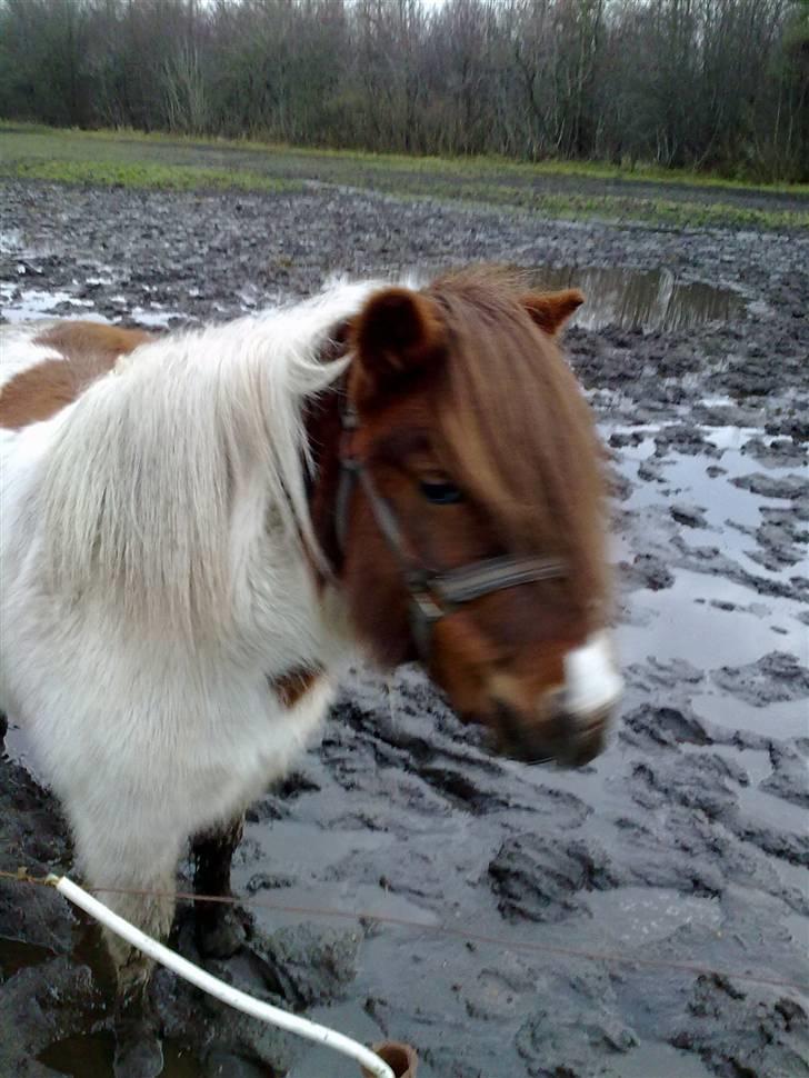 Shetlænder Dixi *tilrider/rider* billede 18