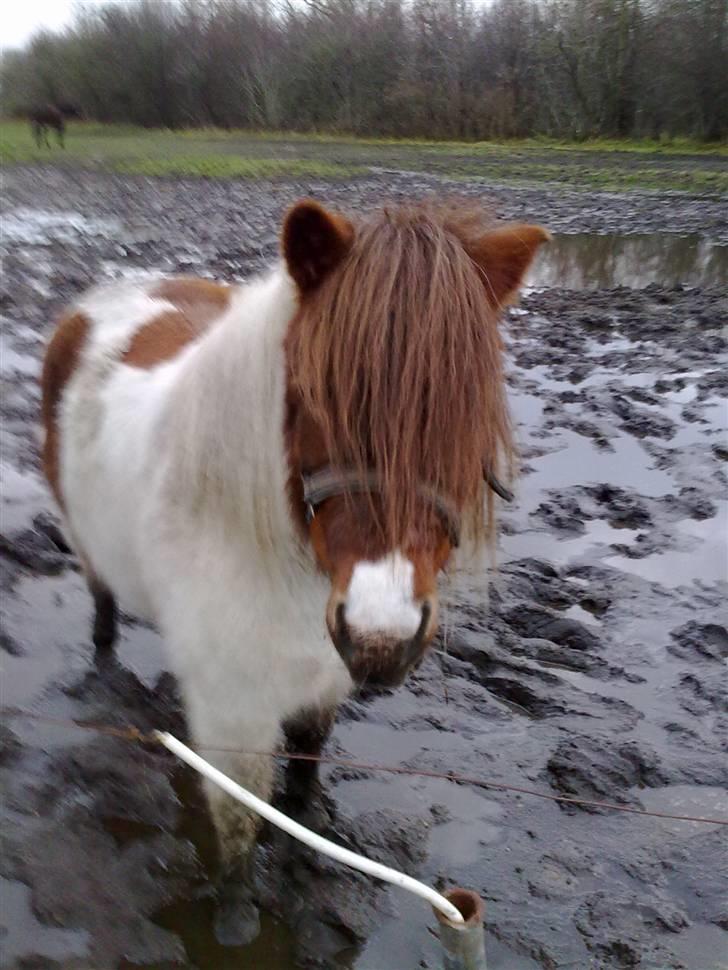 Shetlænder Dixi *tilrider/rider* billede 19