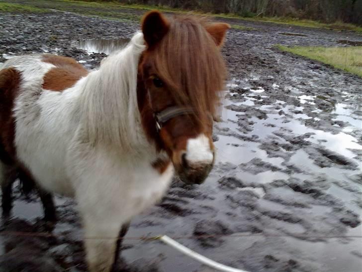 Shetlænder Dixi *tilrider/rider* billede 20