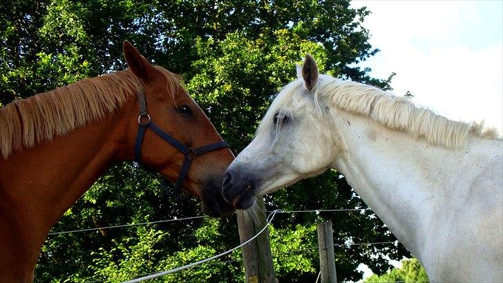 Connemara Lilleskov´s Juvel - Juvel, snakker med Flash <3 billede 17