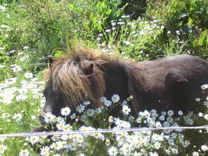Shetlænder Smila - I LOVE FlOWERS! billede 19