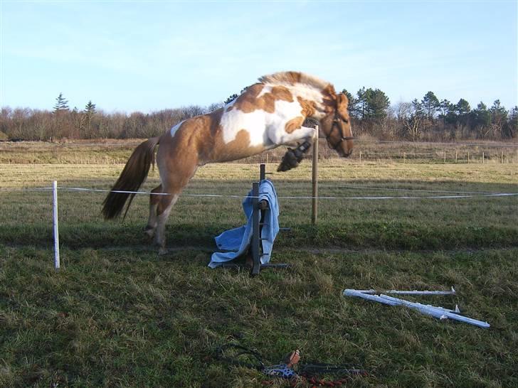 Anden særlig race Felix  - Lidt løsspring... Det er noget der passer den lille dreng! billede 6