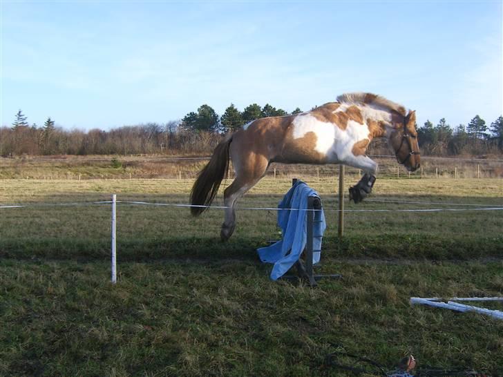 Anden særlig race Felix  - Løsspring :)
 billede 4