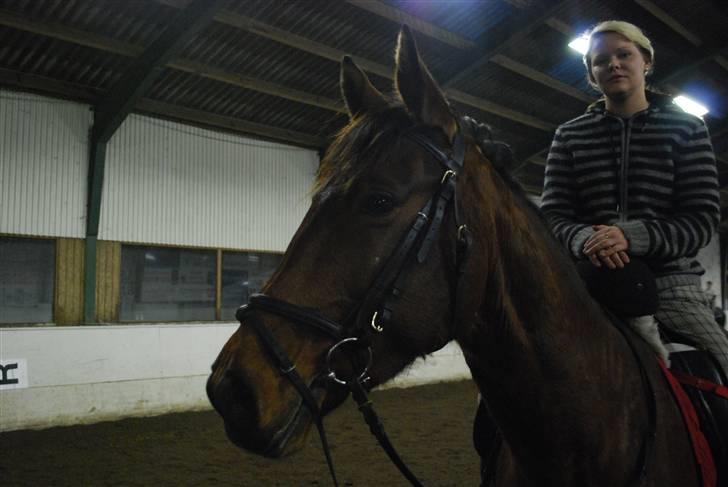 Dansk Varmblod Prinsesse Isabella billede 1