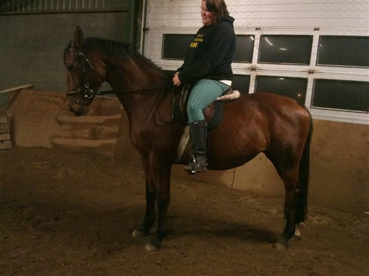 Dansk Varmblod Prinsesse Isabella billede 2