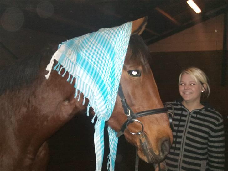 Dansk Varmblod Prinsesse Isabella billede 3