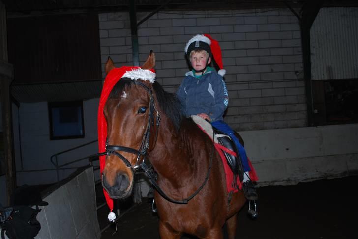 Dansk Varmblod Prinsesse Isabella - Min lillebror Sebastian ville have taget billeder af hende med nissehue på! :)  billede 4