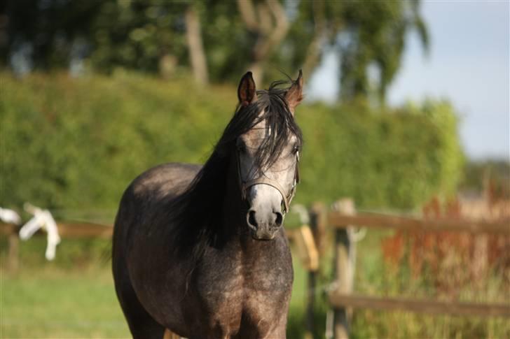 Arabisk fuldblod (OX) Al Ja'caar - Simii juli 09 billede 15