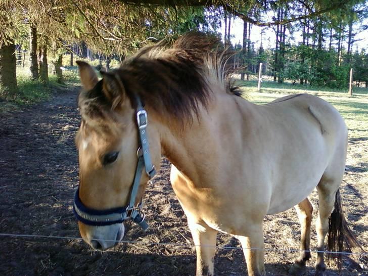 Anden særlig race Spirit billede 1