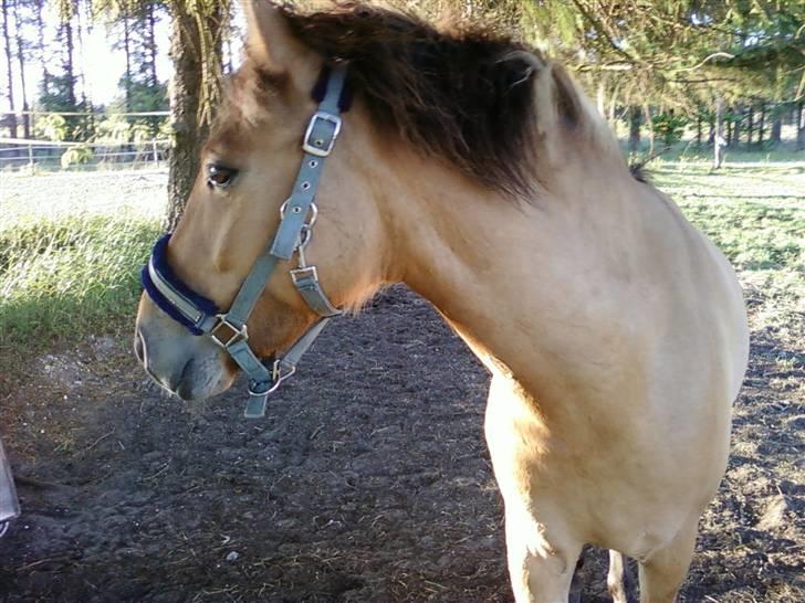 Anden særlig race Spirit billede 2