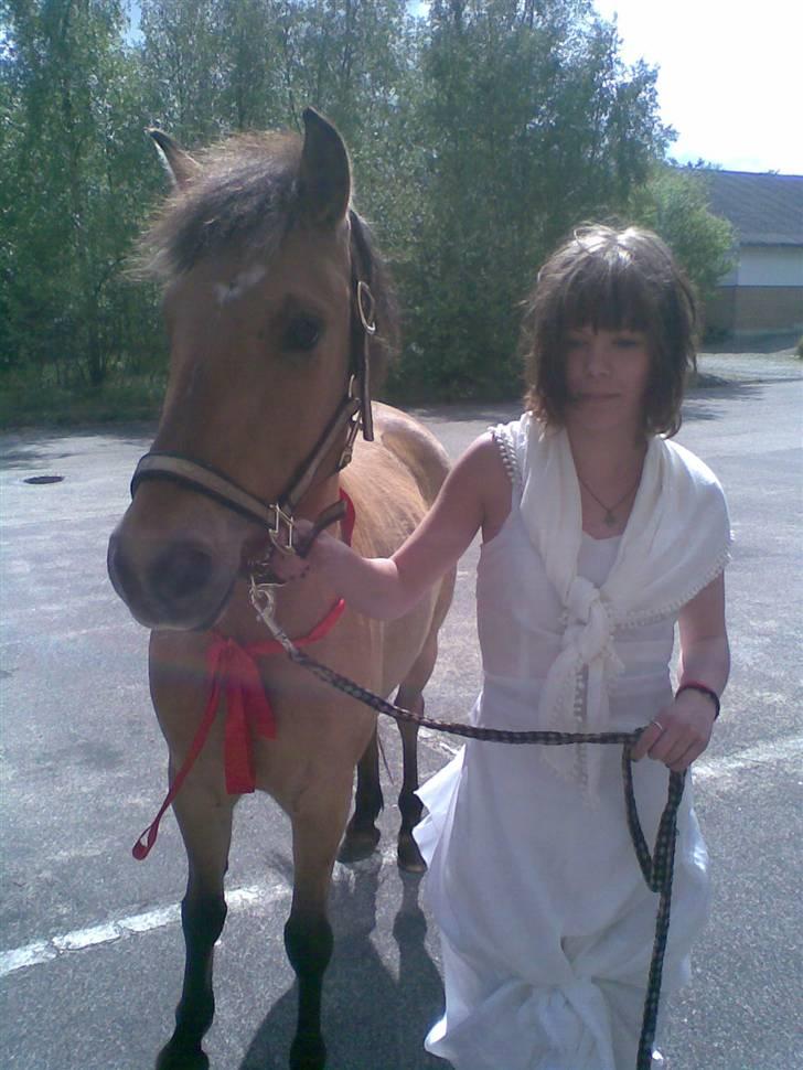 Anden særlig race Spirit billede 3