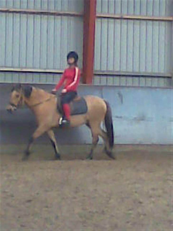 Anden særlig race Spirit billede 4