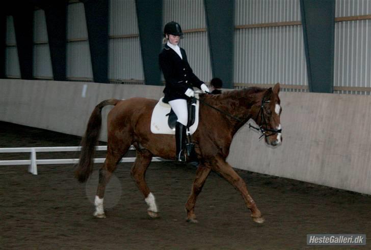 Dansk Varmblod C-Mol *R.I.P*  billede 20