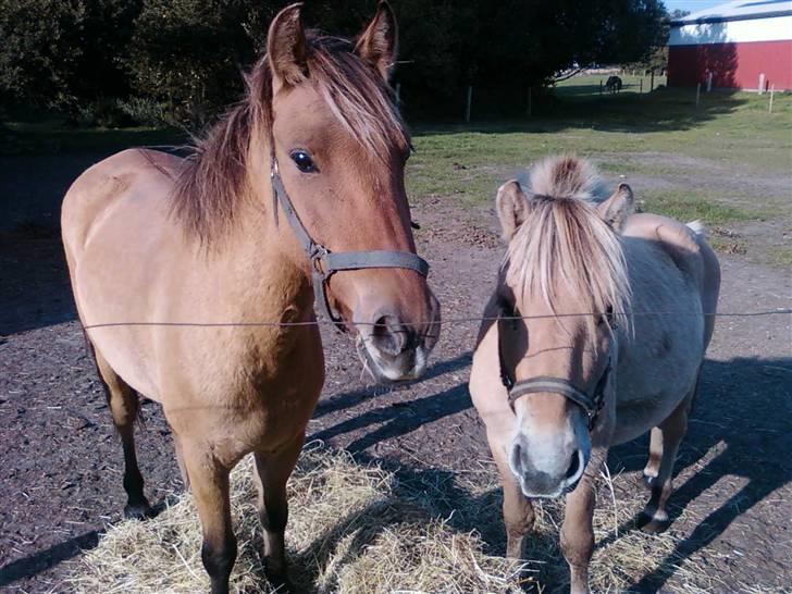 Anden særlig race Spirit billede 5