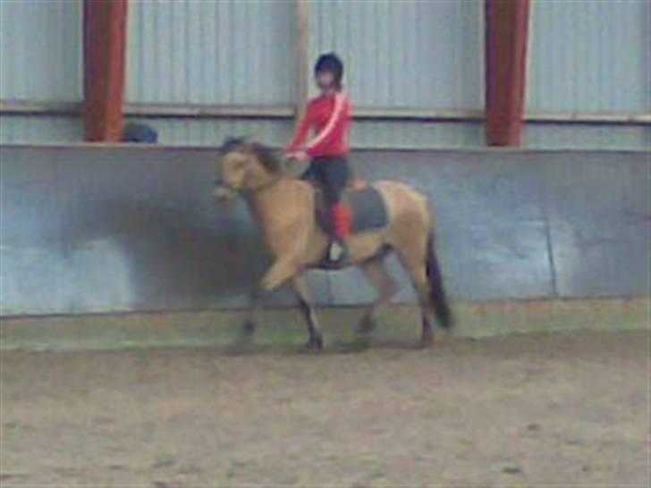 Anden særlig race Spirit billede 6