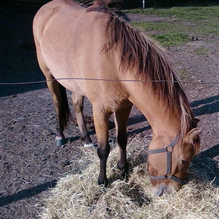 Anden særlig race Spirit billede 7