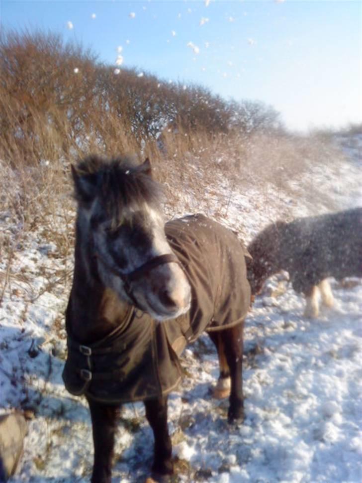 Welsh Pony af Cob-type (sec C) ¤Oliver¤.. - nue´r (;     Foto: Mig  billede 14