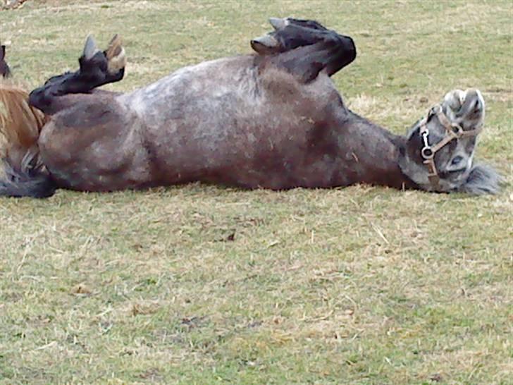 Welsh Pony af Cob-type (sec C) ¤Oliver¤.. - Haha se lige han SMILER :D billede 18