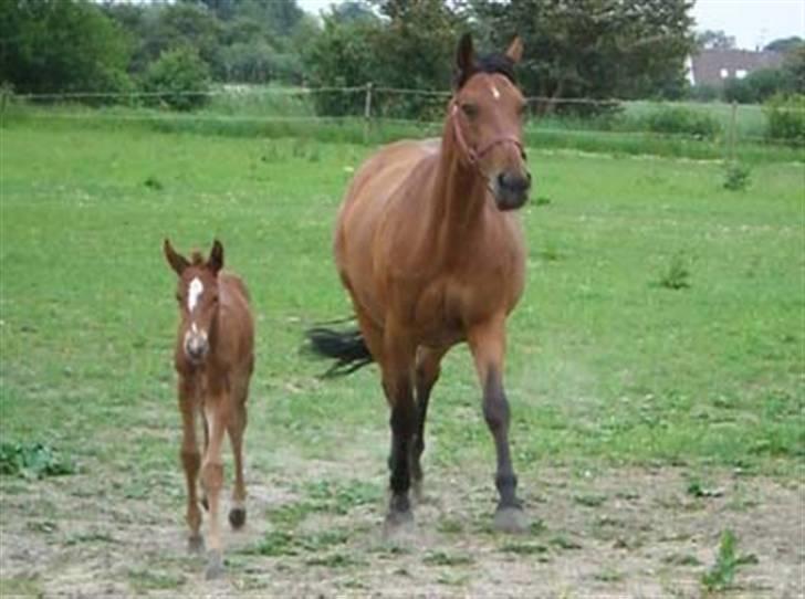 Dansk Varmblod Fellina - R.I.P † *SAVN* - Fellina og hendes ene føl Fiona<333 billede 16