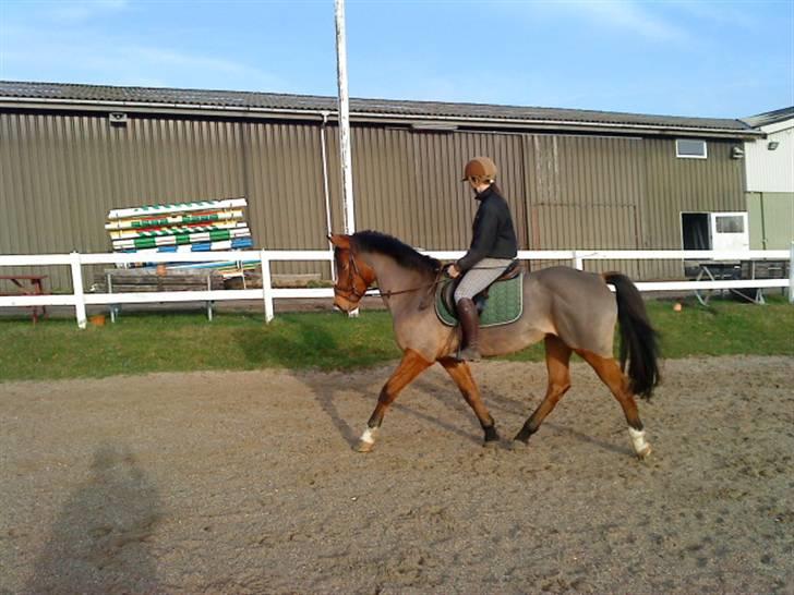 New Forest Fleur   - Dressur :o) her er hun klippet ;P<3 billede 7
