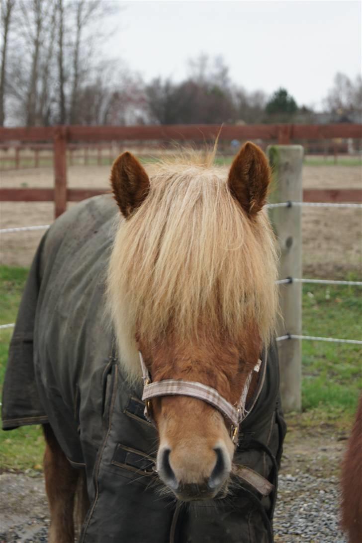 Islænder Ölveig frá Akrakoti - Ölveig på folden  billede 1