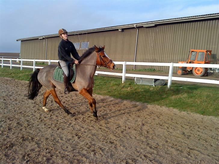 New Forest Fleur   - Fuld galop på springbanen <3 :D billede 8