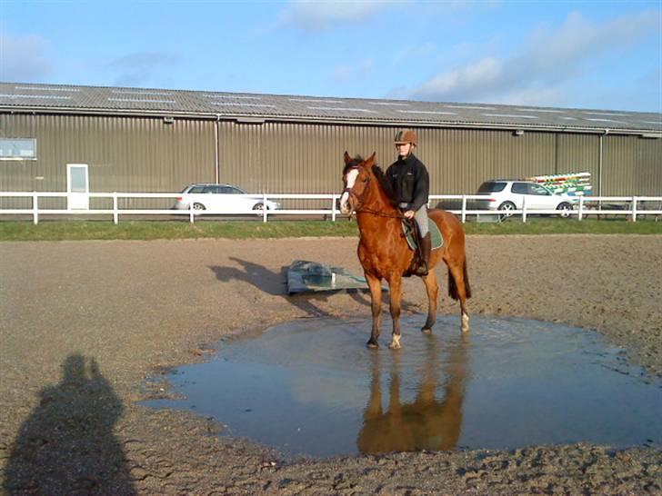 New Forest Fleur   - lille vand hest ;) her er hun ikke klippet! billede 9